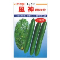 送料無料　[キュウリ]　風神　10粒　カネコ種苗（株）