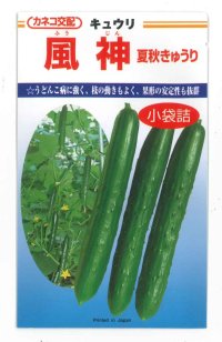 送料無料　[キュウリ]　風神　10粒　カネコ種苗（株）