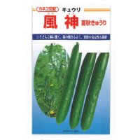 送料無料　[キュウリ]　風神　350粒　カネコ種苗（株）