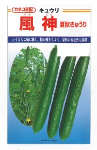 送料無料　[キュウリ]　風神　350粒　カネコ種苗（株）