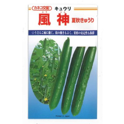 画像1: 送料無料　[キュウリ]　風神　350粒　カネコ種苗（株）