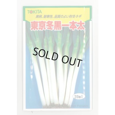 画像1: [ねぎ] 東京冬黒一本太 20ml トキタ種苗(株)