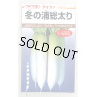 [大根]　冬の浦総太り　5ml　カネコ交配