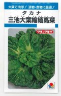 送料無料　[葉物]　三池大葉縮緬高菜　3.5ml　タキイ種苗　MF