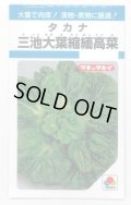 送料無料　[葉物]　三池大葉縮緬高菜　3.5ml　タキイ種苗　MF