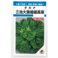 送料無料　[葉物]　三池大葉縮緬高菜　3.5ml　タキイ種苗　MF