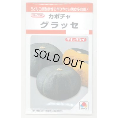 画像1: 送料無料　[かぼちゃ]　グラッセ　9粒　タキイ種苗　RF