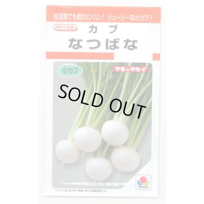 画像1: 送料無料　[かぶ]　なつばな　2.7ml　タキイ種苗(株)　RF