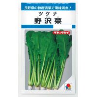 [葉物]　野沢菜　4.5ml　タキイ種苗　MF　