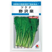 送料無料　[葉物]　野沢菜　4.5ml　タキイ種苗　MF