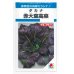 画像1: [葉物]　赤大葉高菜　3.5ml　タキイ種苗（株）　MF　 (1)