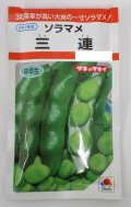 送料無料　[そら豆]　三連　小袋(およそ7粒)タキイ種苗RF