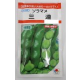 送料無料　[そら豆]　三連　小袋(およそ7粒)タキイ種苗RF