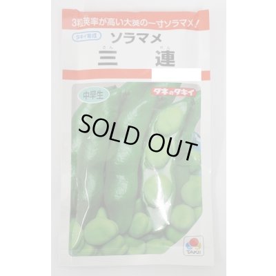 画像1: 送料無料　[そら豆]　三連　小袋(およそ7粒)タキイ種苗RF