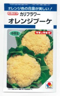 送料無料　[カリフラワー]　オレンジブーケ　0.9m　タキイ種苗(株)　DF