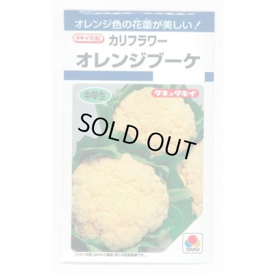画像1: 送料無料　[カリフラワー]　オレンジブーケ　0.9m　タキイ種苗(株)　DF