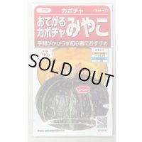 [かぼちゃ]　みやこ　およそ7粒　サカタのタネ（株）　実咲