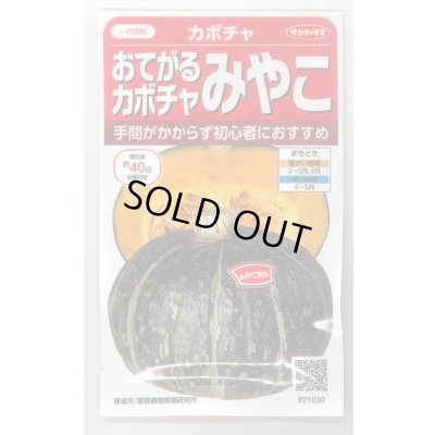 画像1: 送料無料　[かぼちゃ]　みやこ　およそ7粒　(株)サカタのタネ　実咲450（002873）
