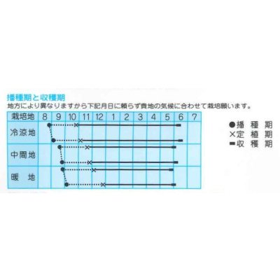 画像2: 送料無料　[たまねぎ]　スーパームーン　3.5ml（約410粒）　(株)タカヤマシード
