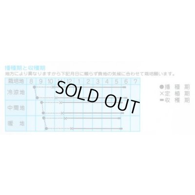 画像2: 送料無料　[たまねぎ]　スーパームーン　3.5ml（約410粒）　(株)タカヤマシード