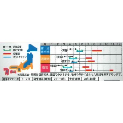 画像3: [かぼちゃ]　みやこ　およそ7粒　サカタのタネ（株）　実咲400