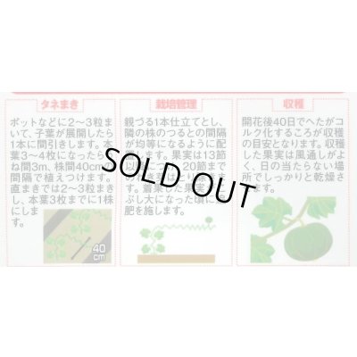 画像2: 送料無料　[かぼちゃ]　みやこ　およそ7粒　(株)サカタのタネ　実咲450（002873）