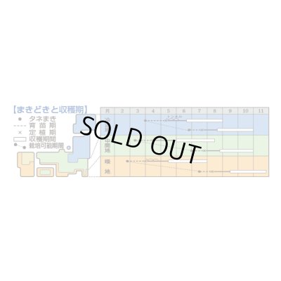 画像2: 送料無料 [キュウリ] Ｖシュート 350粒 タキイ種苗(株)