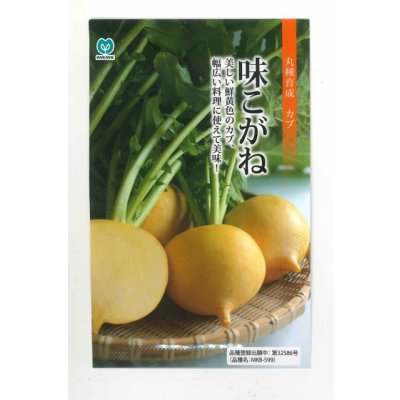 画像2: [シーダー種子]　かぶ　味こがね　1粒×10cm×300m