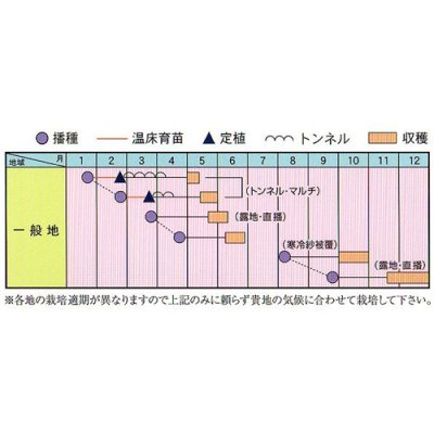 画像2: 送料無料　[白菜]　オレンジミニ　小袋　(株)アサヒ農園