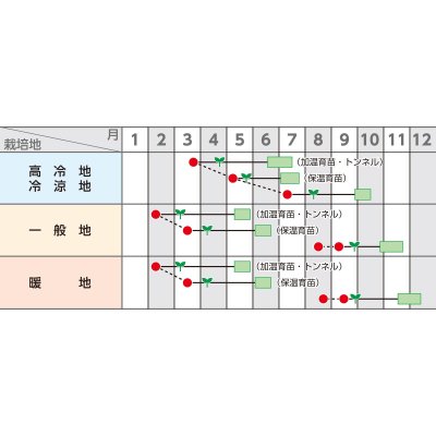画像2: 送料無料　[白菜]　ちよぶき70　20ml　（株）サカタのタネ