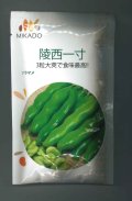 送料無料　[そら豆]　陵西一寸　23粒　ヴィルモランみかど（株）