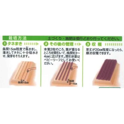 画像2: [葉物]　からしな　　コーラルリーフフェザー　6ml　タキイ種苗（株）GF