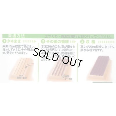 画像2: からしな コーラルリーフフェザー 6ml タキイ種苗(株)GF