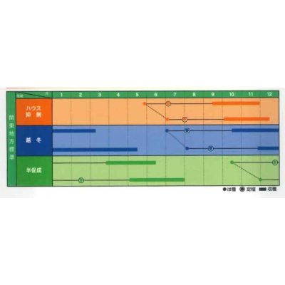 画像2: 送料無料　[トマト]　大玉トマト　TYみそら109　100粒　ヴィルモランみかど（株）