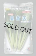 送料無料　[小松菜]　夏蒼天　2dl　タキイ種苗(株)
