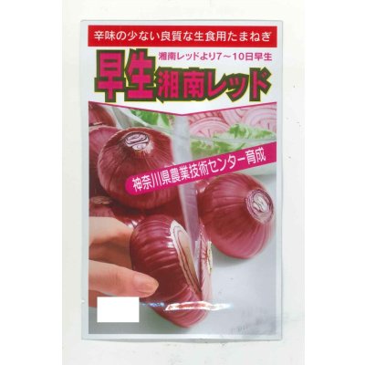 画像1: 送料無料 [たまねぎ] 早生湘南レッド 1dl 神奈川県種苗共同組合