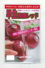 送料無料　[たまねぎ]　早生湘南レッド　小袋　神奈川県種苗共同組合