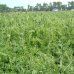 画像3: [緑肥]　ハングビローサ     1kg    雪印種苗 (3)