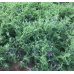 画像2: [緑肥]　ハングビローサ     1kg    雪印種苗 (2)