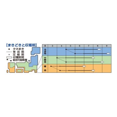 画像3: [かぼちゃ]　鉄かぶと　100粒　（瓜類台木使用可）　タキイ種苗（株）