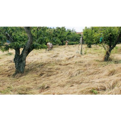 画像2: [緑肥]　草生栽培用作物(秋まき)ナギナタガヤ(日本在来)　1kg　タキイ種苗(株)