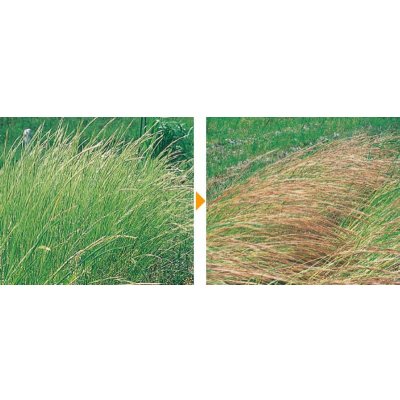 画像3: [緑肥]　草生栽培用作物(秋まき)ナギナタガヤ(日本在来)　1kg　タキイ種苗(株)