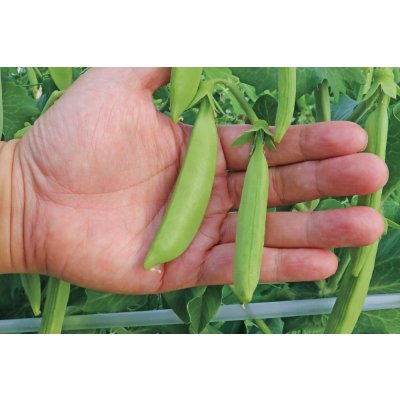 画像5: 送料無料　[えんどう]　サヤエンドウ　スジナインスナップ　200粒　トキタ種苗(株)