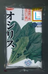 [ほうれんそう]　オシリス　2万粒　種子サイズ：L　（株）サカタのタネ