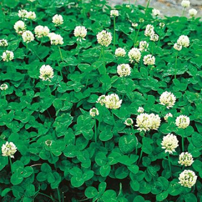 画像2: [景観形成作物]　緑肥用ホワイトクローバー　フィア　小袋（約5平方メートル分）　タキイ種苗（株）