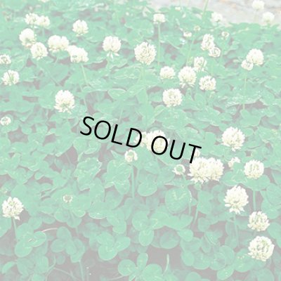 画像2: 送料無料　[緑肥]　緑肥用ホワイトクローバー　フィア　小袋(約5平方メートル分)　タキイ種苗(株)