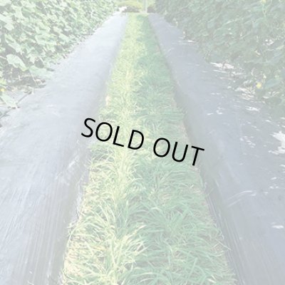 画像4: 送料無料　[緑肥]　大麦(緑肥用)ヘアリーベッチ・ナモイ　小袋(約10平方メートル分)