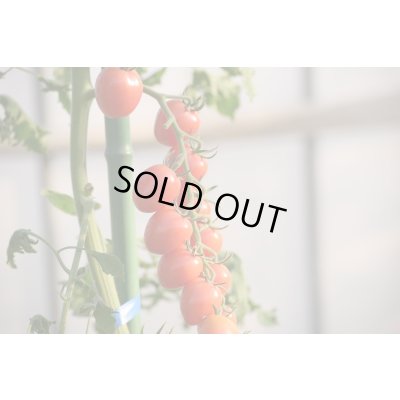 画像4: 送料無料　[トマト/ミニトマト]　はなちゃん　小袋(13粒)　小林種苗（株）