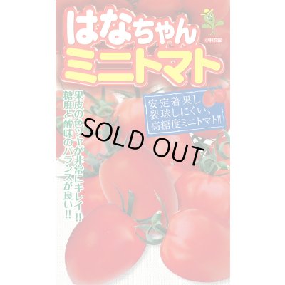 画像1: 送料無料　[トマト/ミニトマト]　はなちゃん　小袋(13粒)　小林種苗（株）