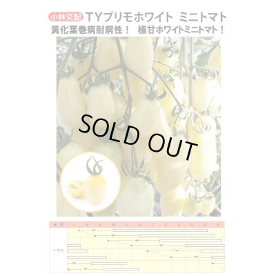 画像3: 送料無料　[トマト/ミニトマト]　TYプリモホワイト　7粒　小林種苗（株）